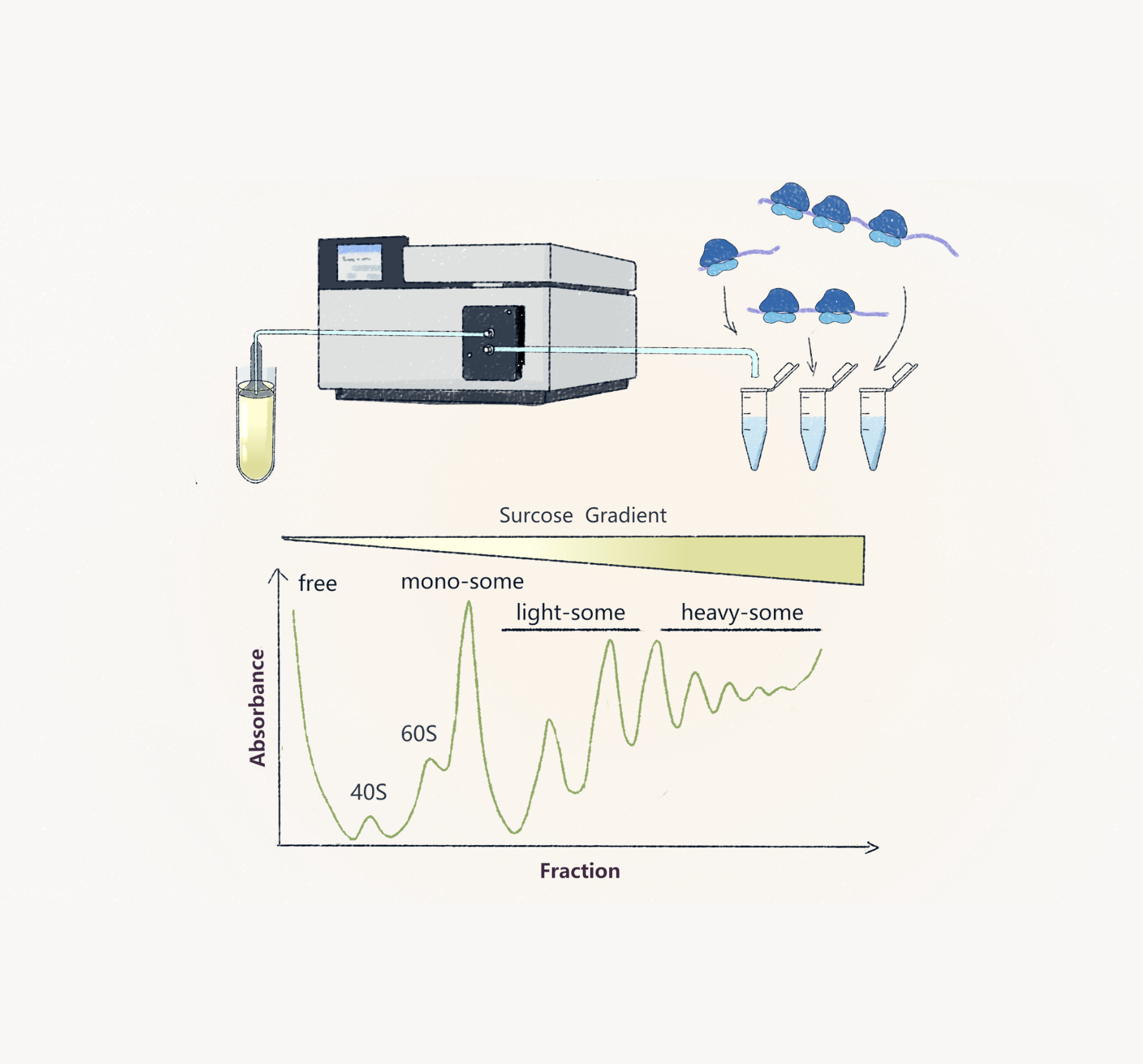 Polysome profiling