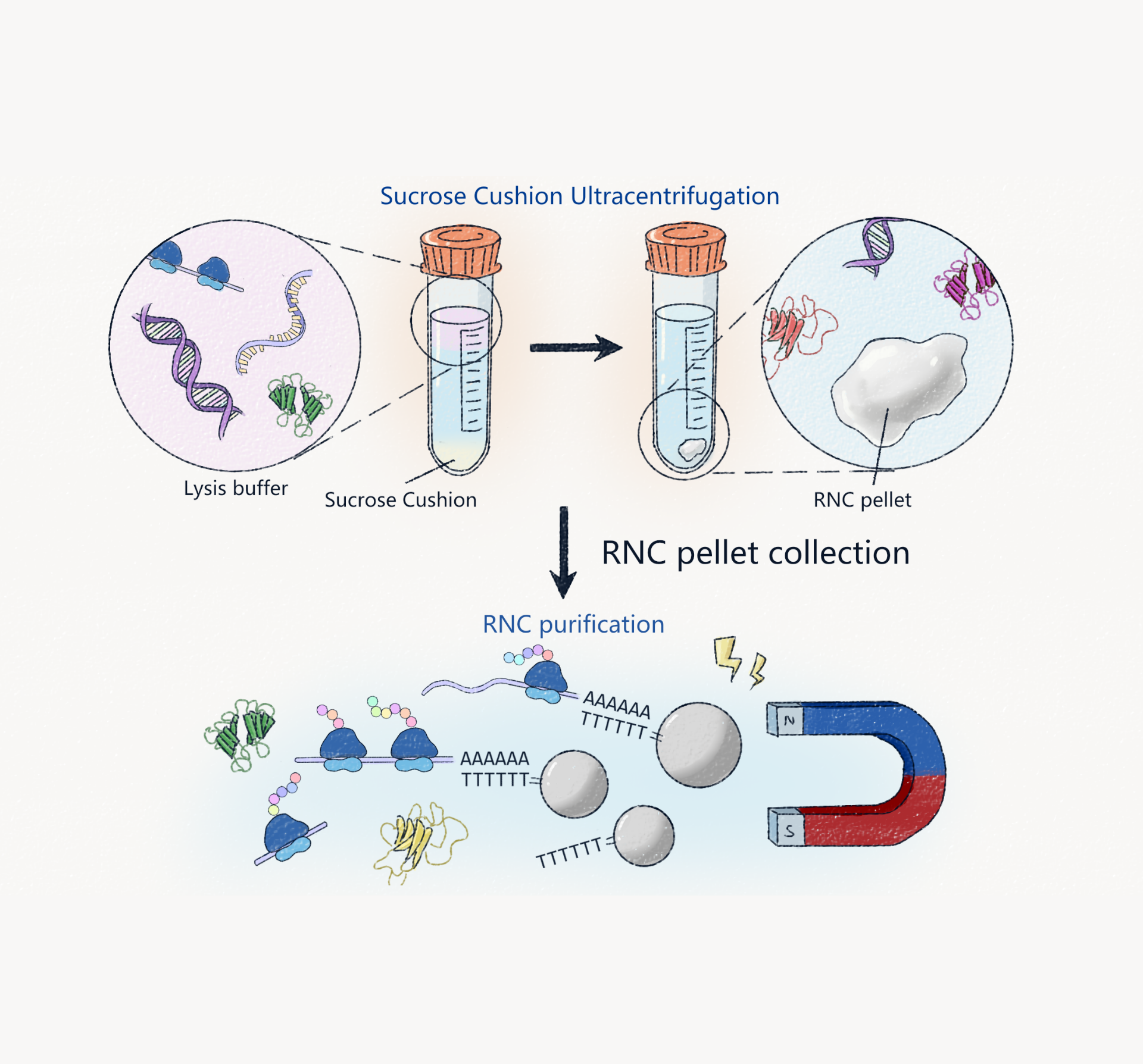 RNC-seq