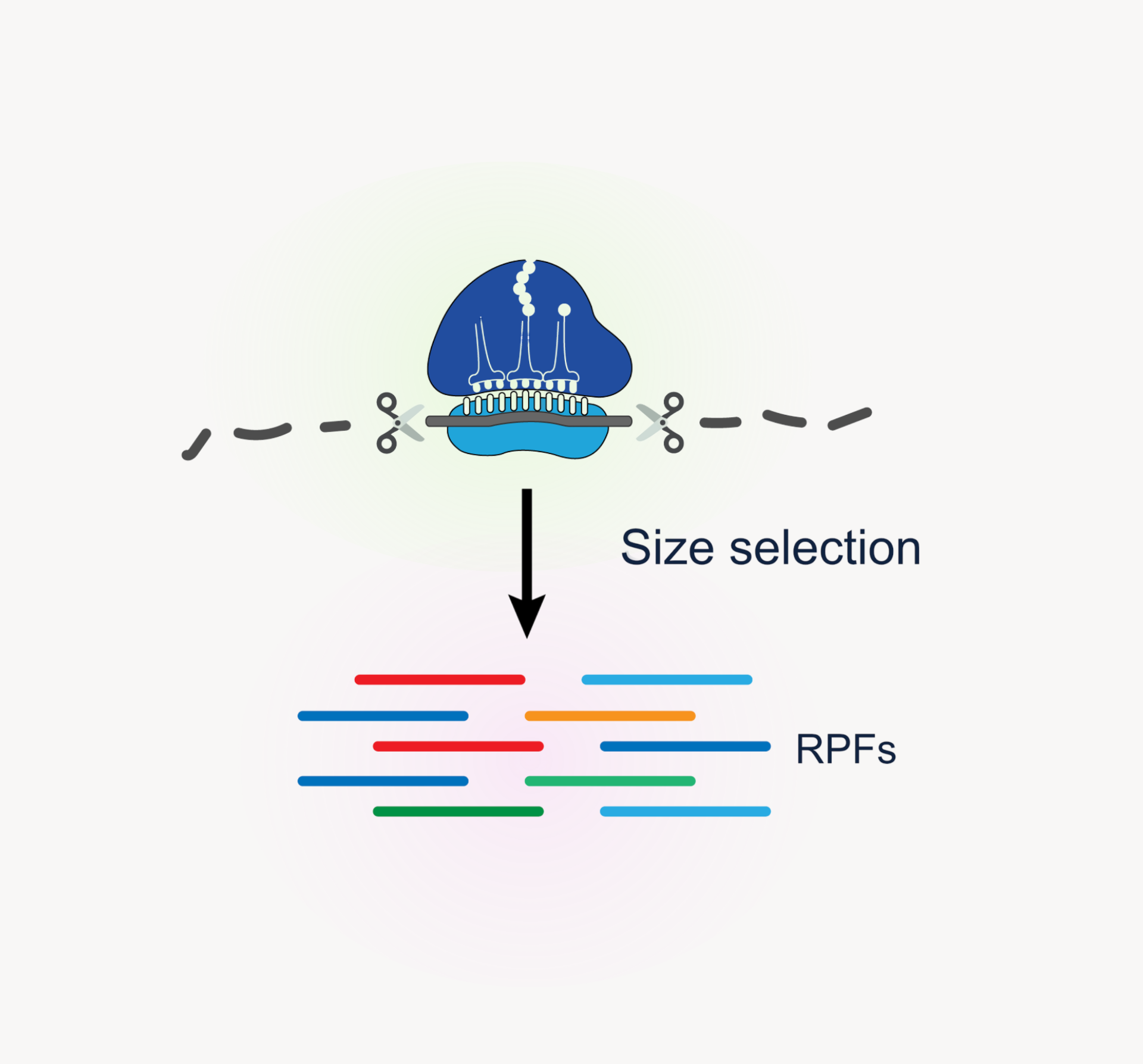 Ribo-seq
