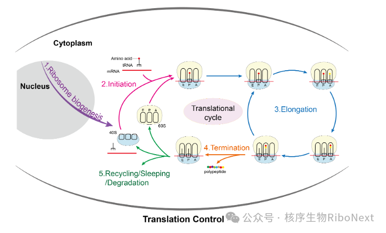 核糖体密码（一）：解码生命工厂的纳米奇迹