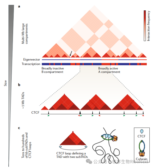 三维基因组（3D Genome）全解析：从空间折叠到生命调控的底层密码