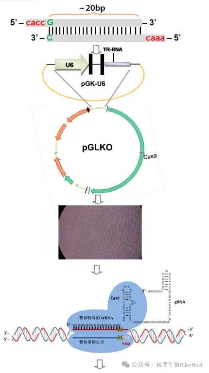 细胞技术之CRISPR/Cas（二）：手把手教你CRISPR基因敲除实验！