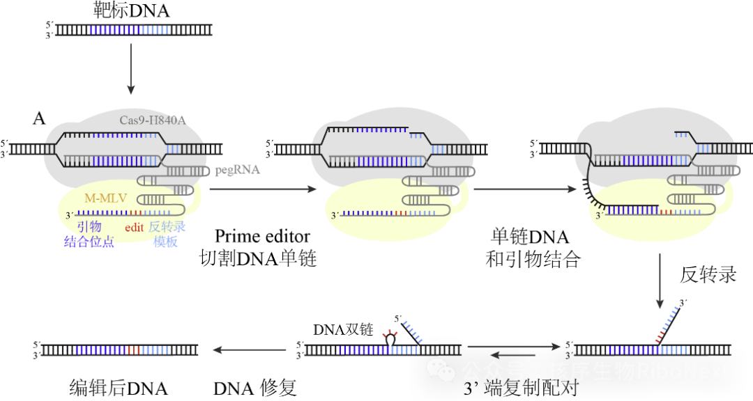 细胞技术之CRISPR/cas(三):基因定点编辑技术(PE系统)