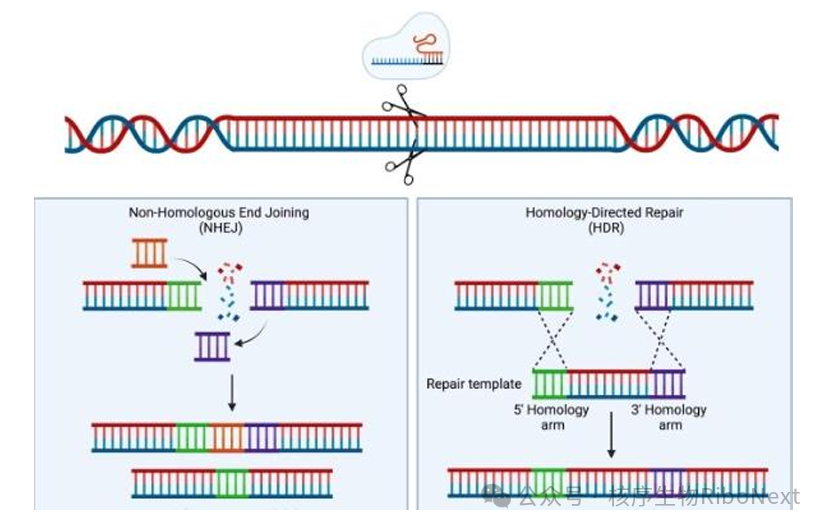 细胞技术之Crispr/cas(四):基因Knockin技术