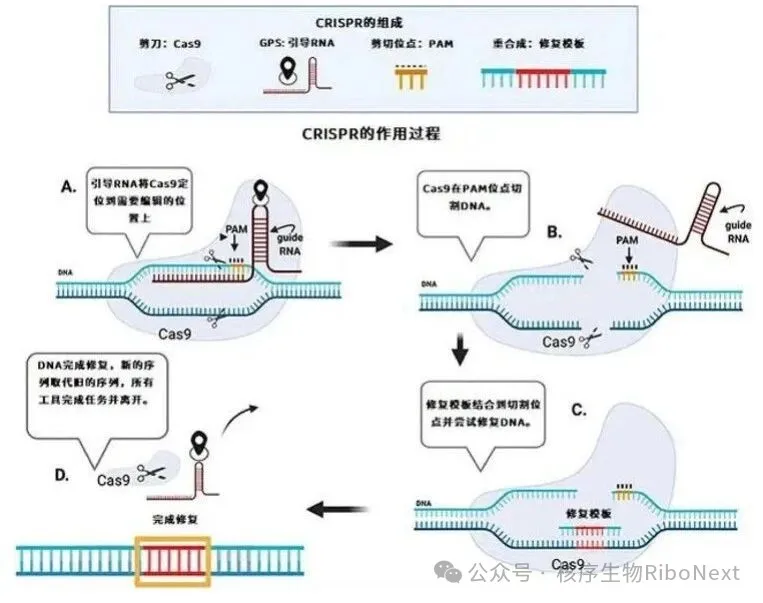 基因敲除技术全解析：从核心原理到前沿应用