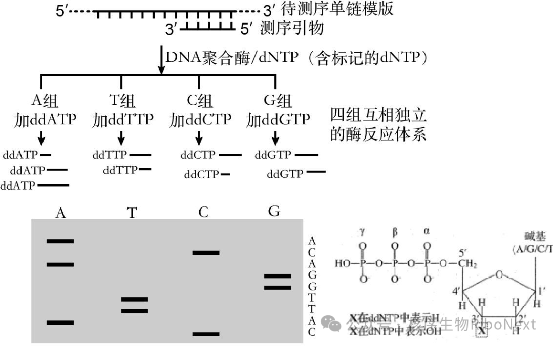一代测序(Sanger法)的原理与应用全解析