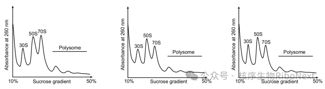 常用技术之Polysome Profiling&mdash;&mdash;研究翻译状态的强大工具
