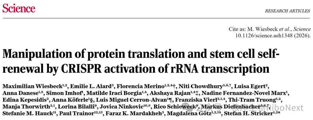 Science丨Ribo-seq应用：颠覆认知！细胞里的 &ldquo;翻译工厂原料&rdquo;rRNA，竟能决定干细胞能不能无限再生